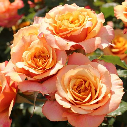 Rosa La Villa Cotta ® - giallo - rosa - rose grandiflora - floribunda